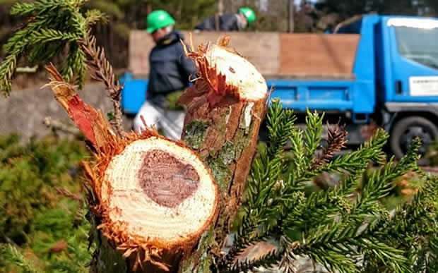 山形片付け110番の庭木伐採サービス