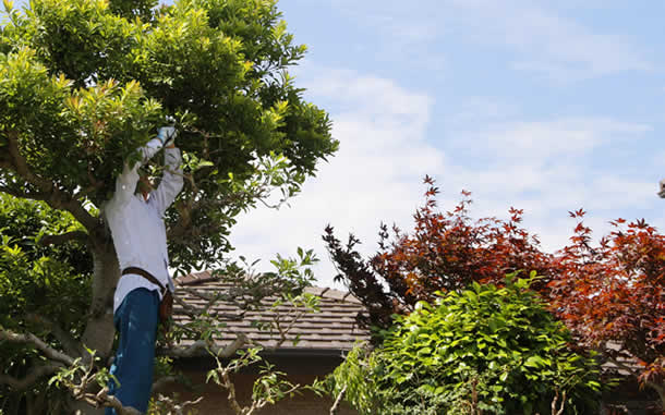 山形片付け110番の庭木剪定サービス